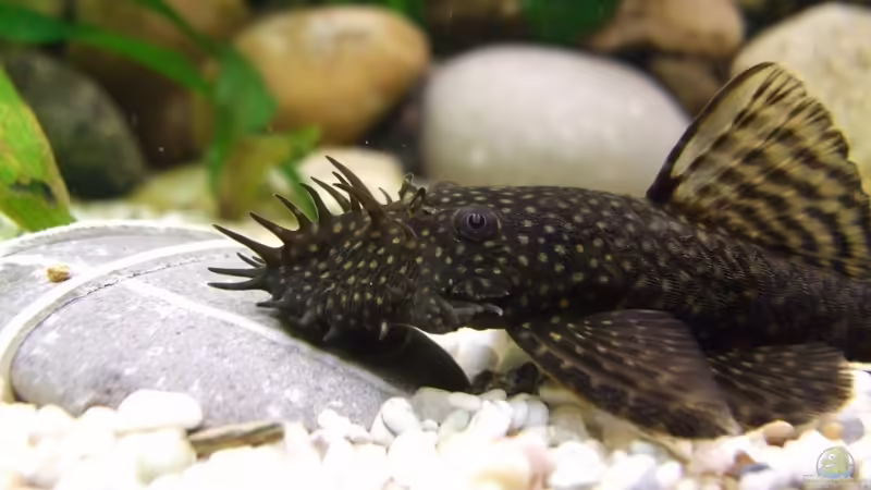 Antennenwels von aquaman29 (13)