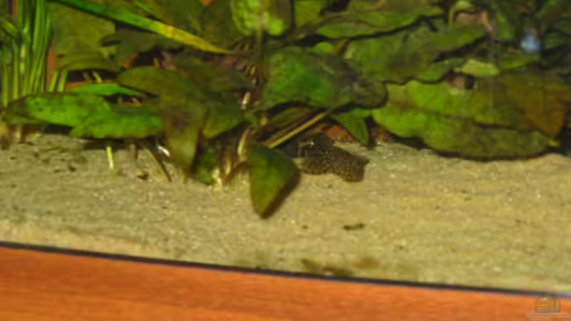 Antennenwels von Bämbel (34)