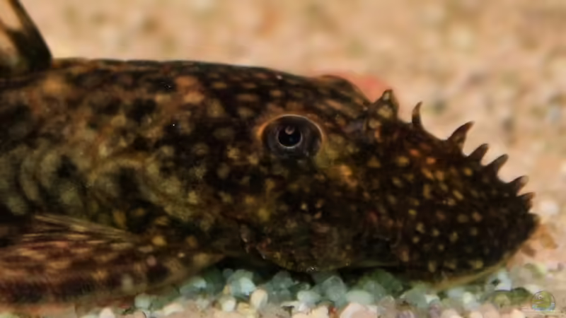 Antennenwels von blubba123 (14)