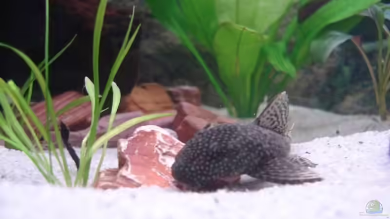 Antennenwels von blubba123 (16)