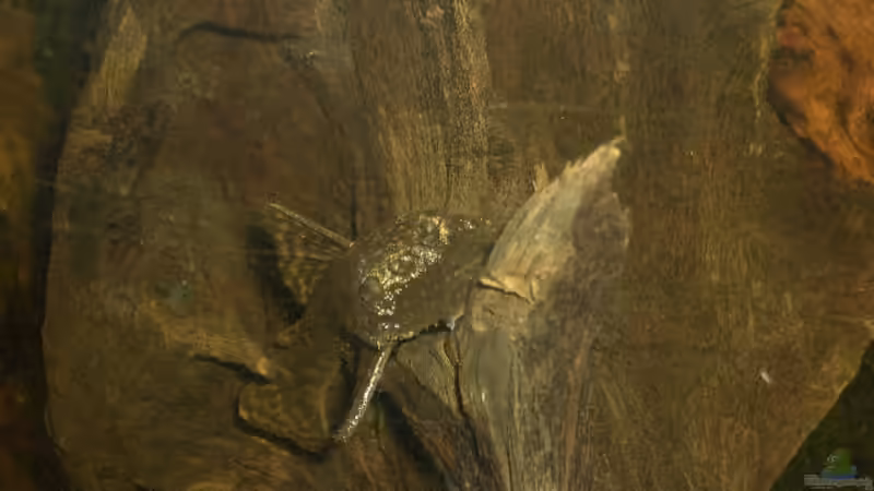 Antennenwels von bobbyfee (11)