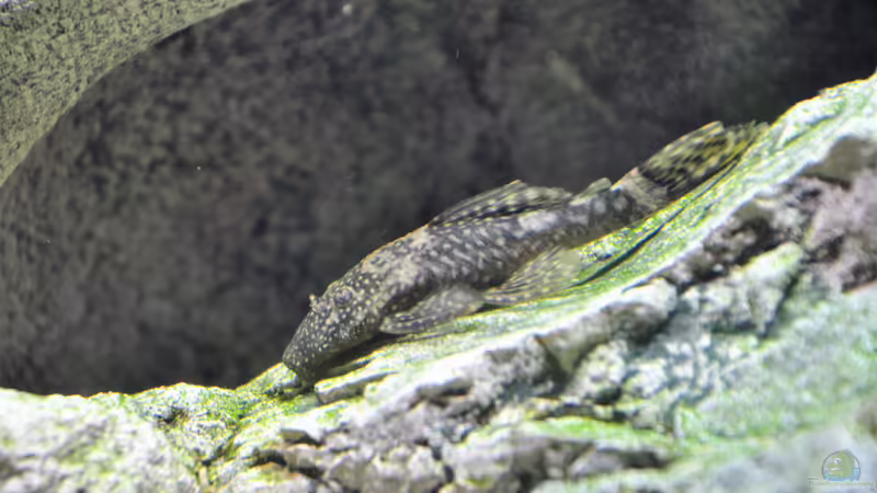 Antennenwels von Chris64 (19)