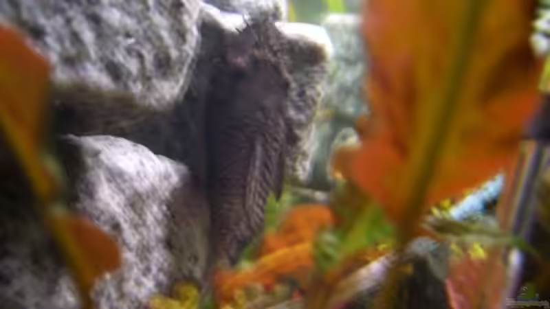 Antennenwels von Daniel (11)