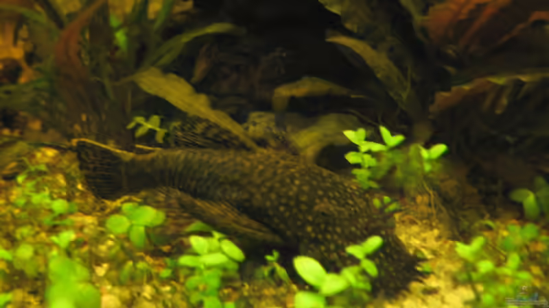 Antennenwels von Daniela (40)