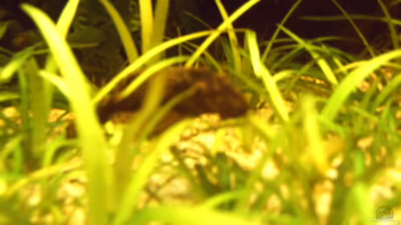 Antennenwels von David Nachtweih (12)