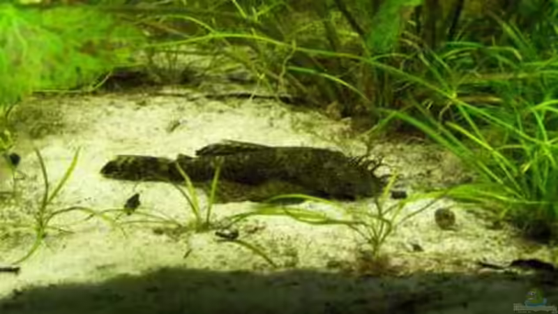 Antennenwels von Firmi73 (9)