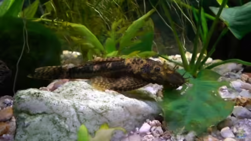 Antennenwels von Frank Schröder (6)