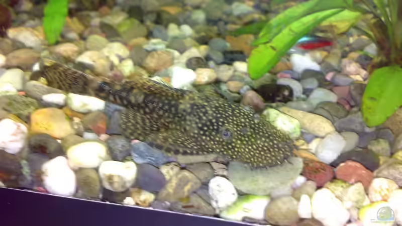 Antennenwels von Franz Wüest (18)