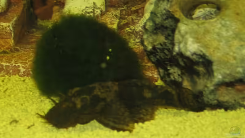 Antennenwels von Gaspode (24)