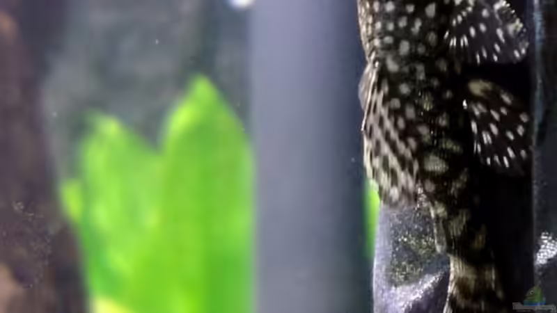 Antennenwels von Heidi und Gerhard (8)