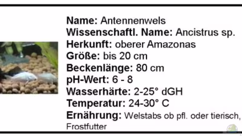 Antennenwels von Hobytomy (19)
