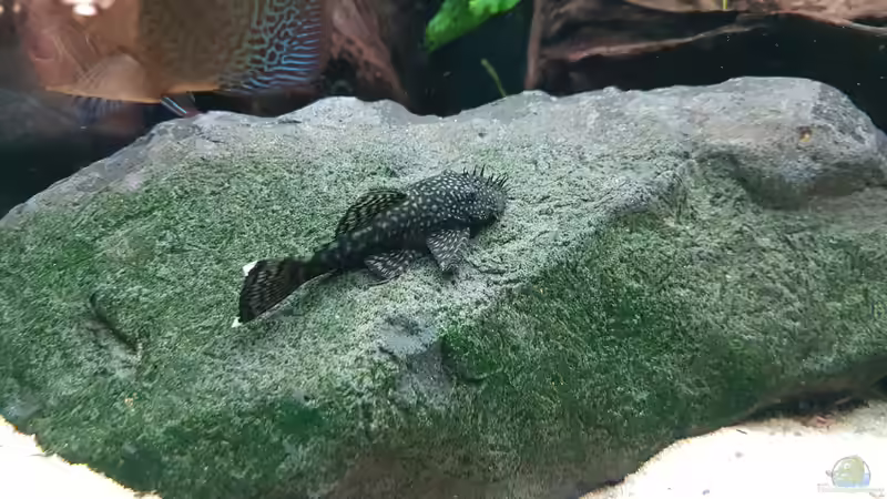 Antennenwels von Hoffi (15)