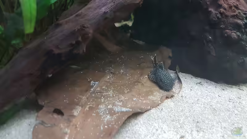 Antennenwels von Hoffi (20)