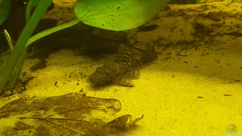 Antennenwels von Johannes L. (44)