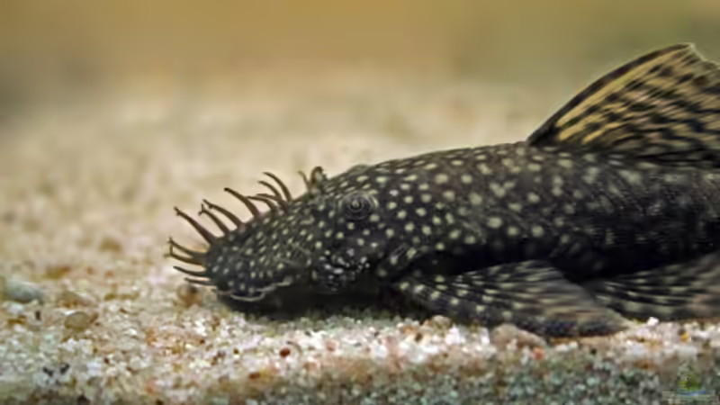 Antennenwels von Kyrea (8)