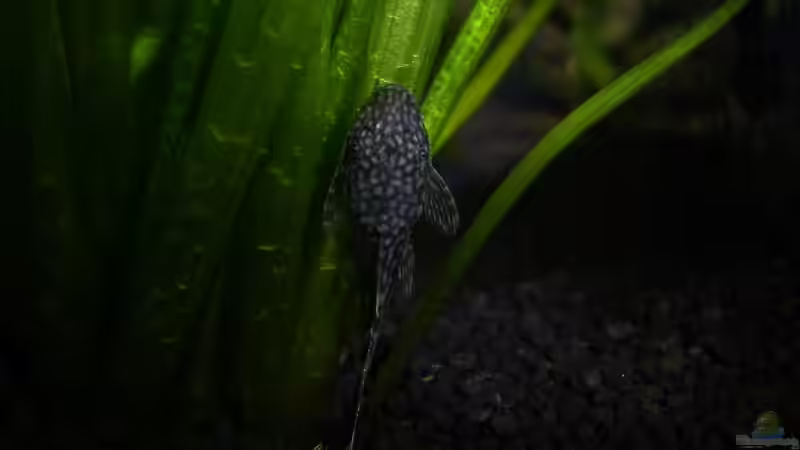 Antennenwels von Lena Maier (5)