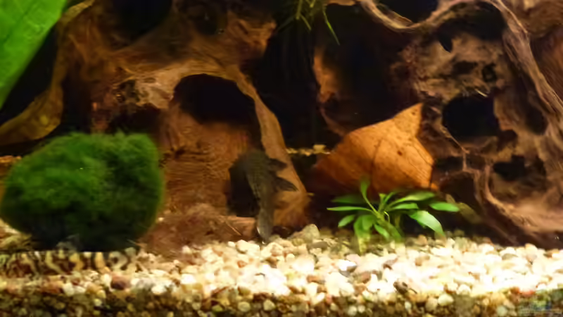 Antennenwels von Mad Max (14)