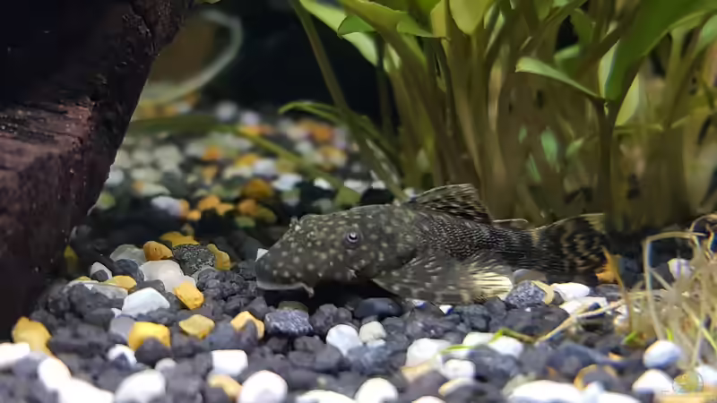 Antennenwels von Manuela&Mike (27)