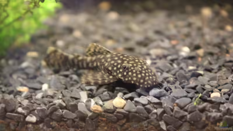 Antennenwels von Marc Leu (30)