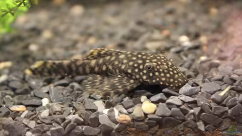 Antennenwels von Marc Leu (34)