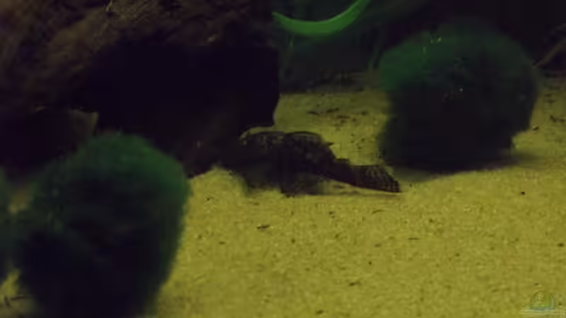 antennenwels von Mario Mehren (10)