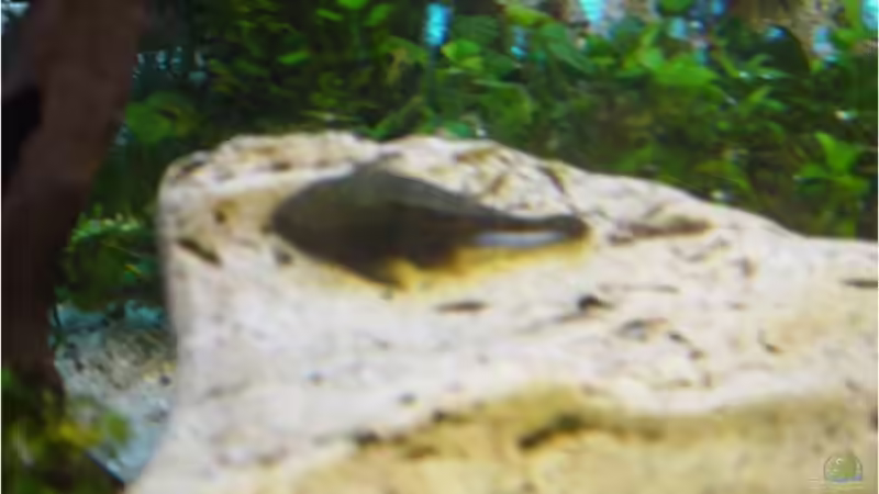 Antennenwels von Mathi-n (12)