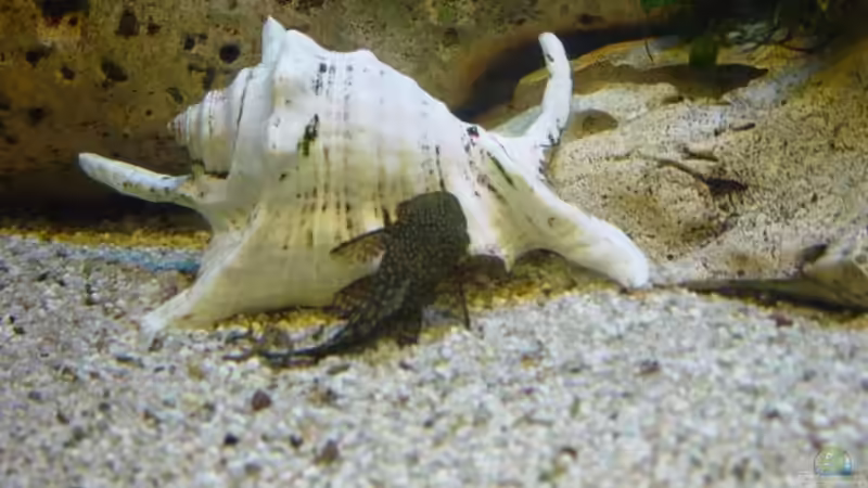 Antennenwels von Mathi-n (13)