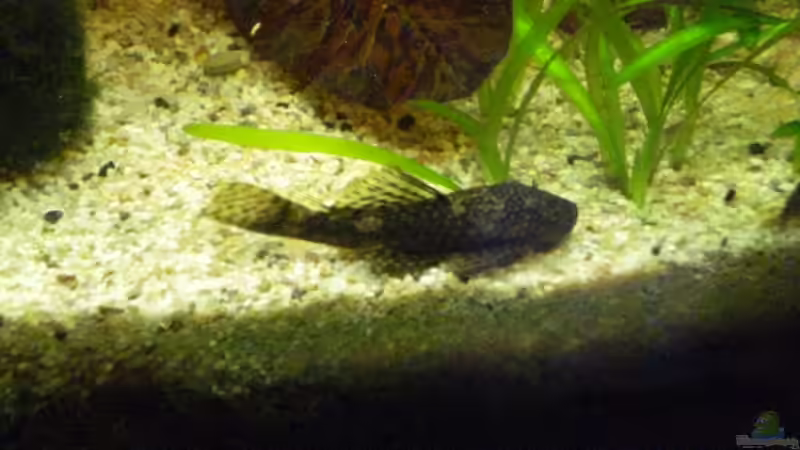 Antennenwels von Matthias Hage (9)