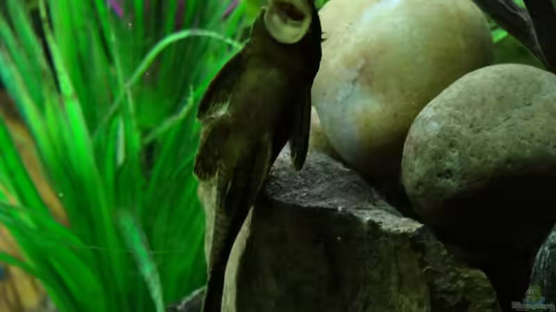 Antennenwels von mcfly (56)