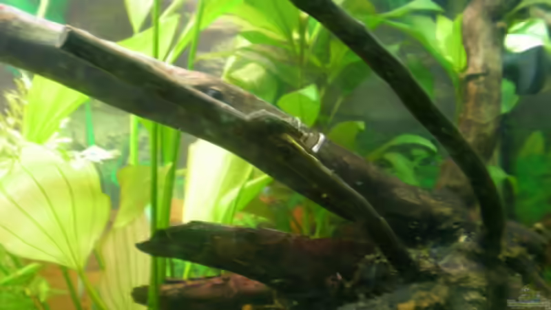 Antennenwels von Meli (18)