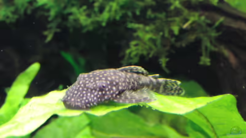 Antennenwels von Microsash (14)