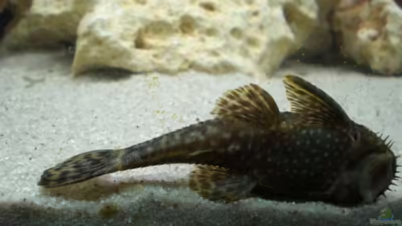 Antennenwels von Mirco N. (22)