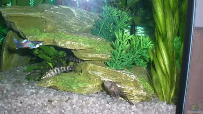 Antennenwels von ninimuckel (6)