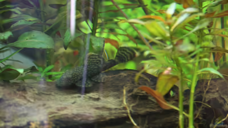 Antennenwels von Oli M. (13)