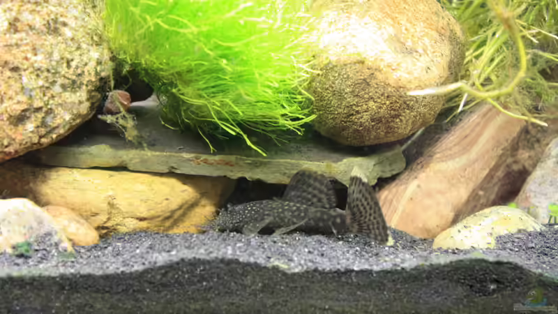 Antennenwels von Pfennigkraut (14)