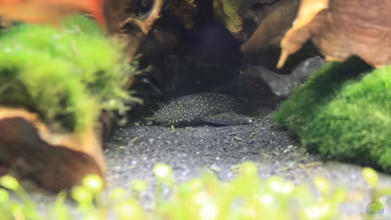 Antennenwels von Pfennigkraut (19)