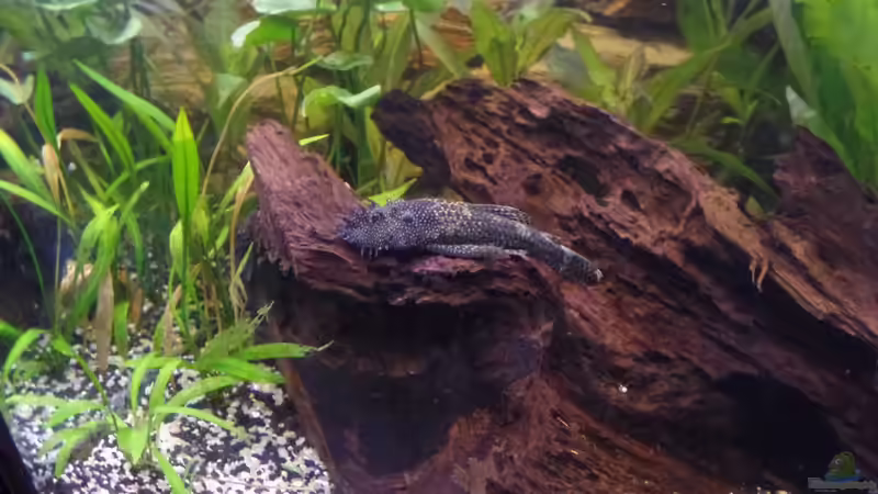 Antennenwels von raubsau (70)