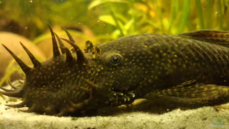 Antennenwels von Roland Gailing (8)