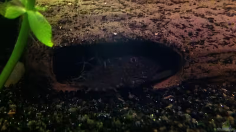 Antennenwels von Royal Flush (4)