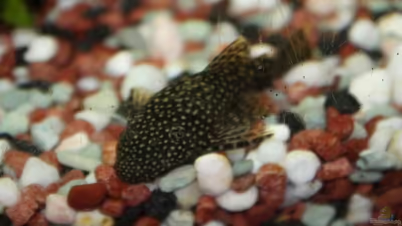 Antennenwels von Sabrina Mertes (12)