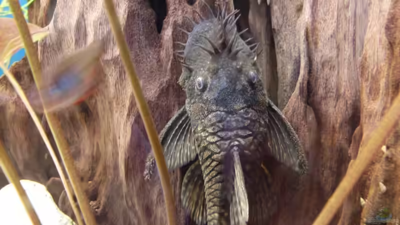 Antennenwels von Sascha Nagy (13)