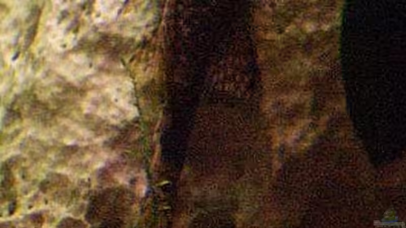 Antennenwels von Sauerlandmicha (42)