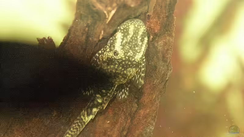 Antennenwels von Sauerlandmicha (43)