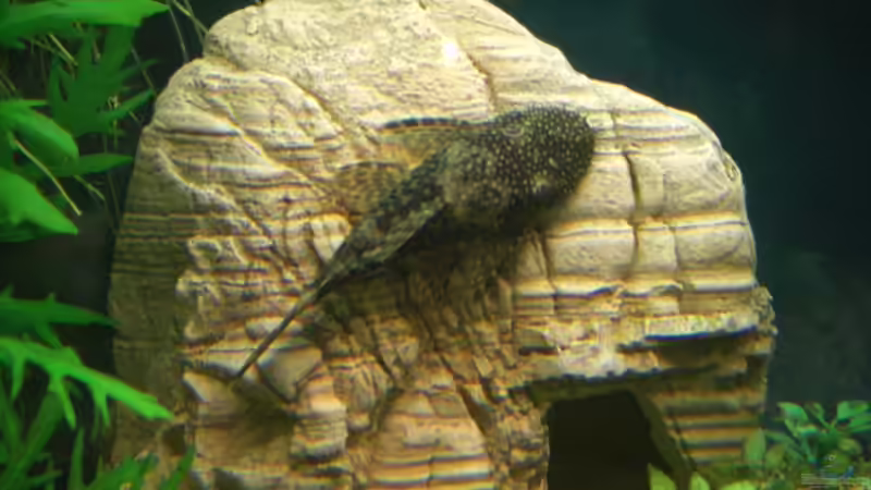 Antennenwels von Schindlinho (10)