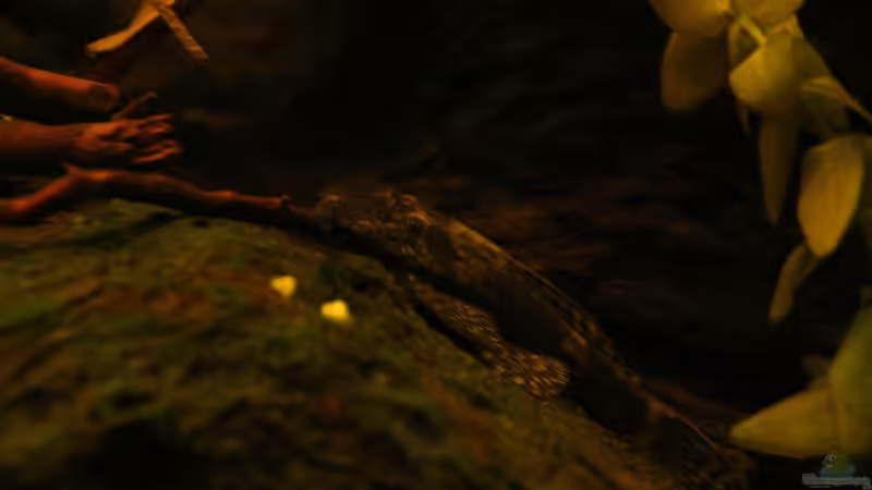 Antennenwels von Sebastian Wolff (17)