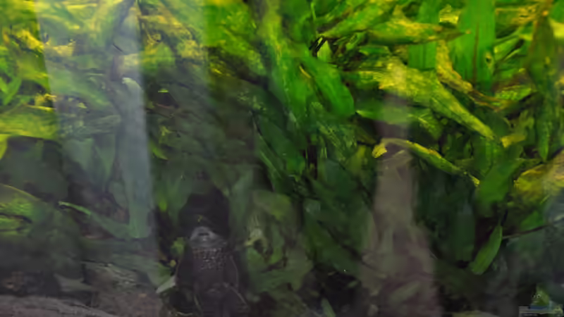 Antennenwels von Seelaender (12)