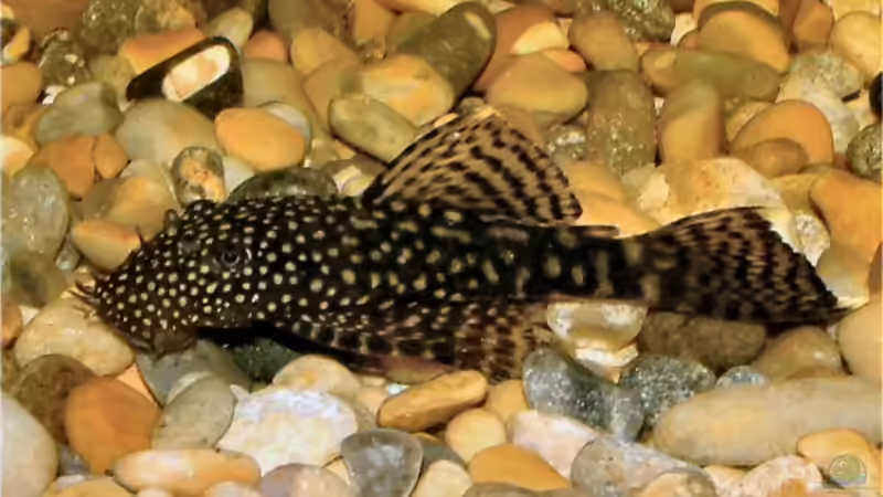 Antennenwels von Shaggy90 (6)