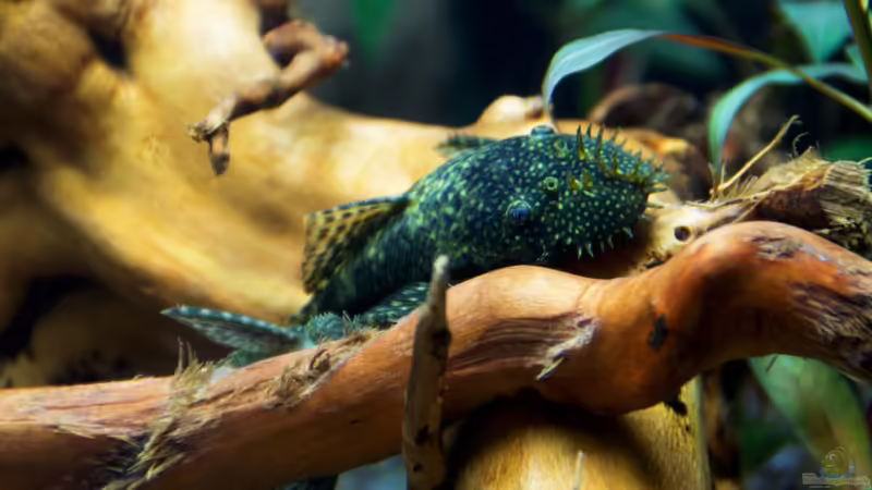 Antennenwels von Skalar8705 (23)