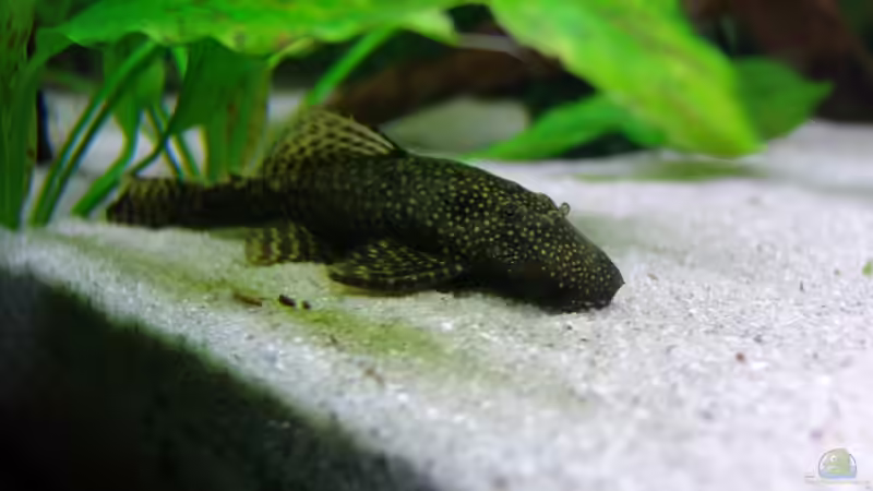 Antennenwels von Stefan S. (12)