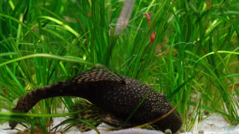 Antennenwels von Stefan S. (9)